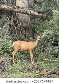 Deer looking at camera in the forest in Crested Butte, Colorado 