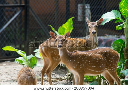 Deer / Looking Deer / Curios Deer / Zoo Deer