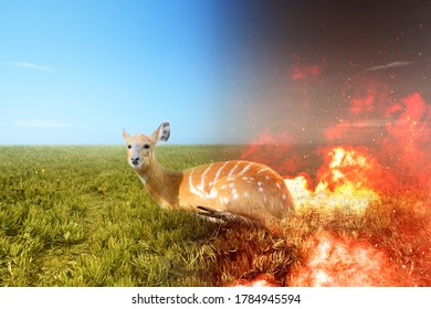 Deer looking at the difference between burning ground and fertile soil on the field. Concept of changing the environment