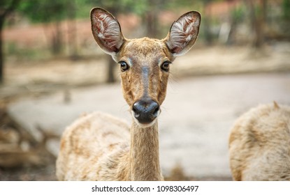 Deer looking directly at the camera : Closeup