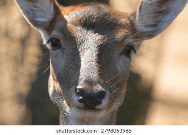 Deer looking directly at the camera with curious eyes in a sunny forest during warm golden hour.