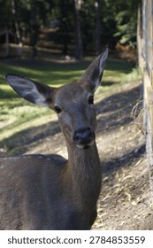 Deer looking directly into camera lens