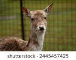 deer looking into the camera