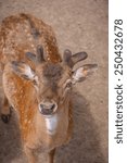 Deer Looking Into Camera