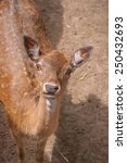 Deer Looking Into Camera