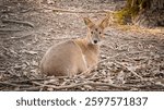 Deer looking into the camera