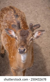 Deer Looking Into Camera
