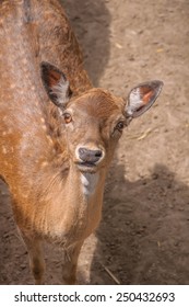 Deer Looking Into Camera