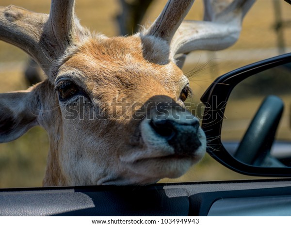 Deer looking\
into driver\'s side front car\
window