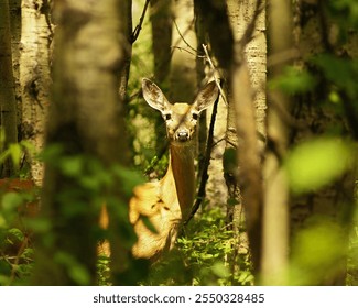 Deer Looking Through the Trees