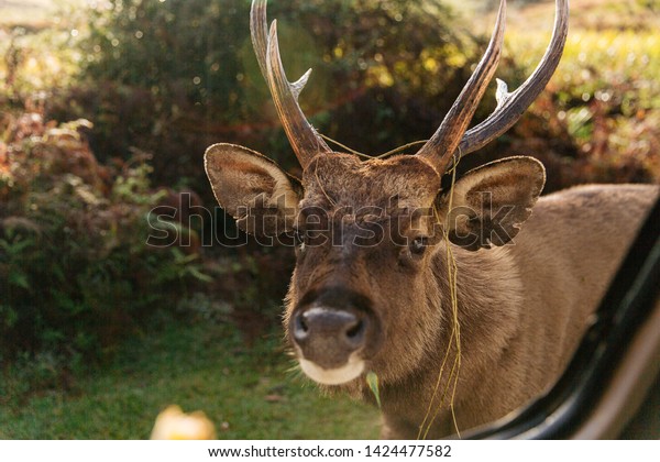 Deer looks into the car window in the  Horton\
Plains National Park at\
sunrise\
