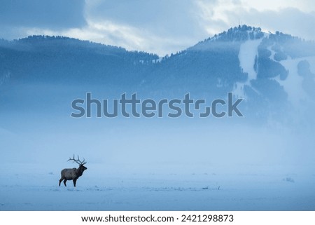 deer lost in the dense snow