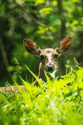 A Deer Lying In Grass With A Leaf In Its Mouth