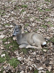 Deer Lying In The Park