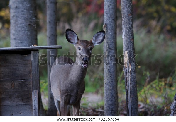 Deer Making Funny Face Feeder Stock Photo Edit Now 732567664