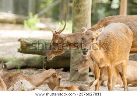 Deer in Malaysia National Zoo. Taken with 70-200mm lens.