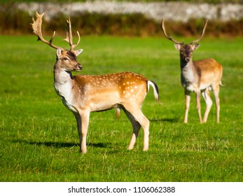 Deer In Margam Country Park, South Wales, UK