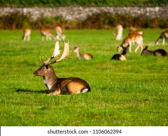 Deer In Margam Country Park, South Wales, UK