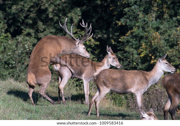 deer-mating-season-stock-photo-1009583416-shutterstock