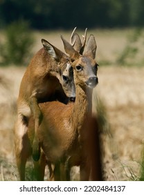 Deer Mating, A Unique Moment In Animal Observation