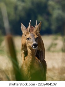 Deer Mating Unique Moment Animal Observation Stock Photo 2202484139