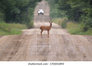 Deer In The Middle Of The Road With Oncoming Car