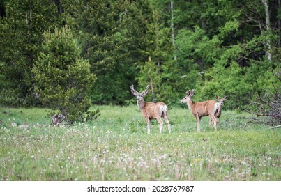 Deer In Mixed Forest Enjoying Their Day