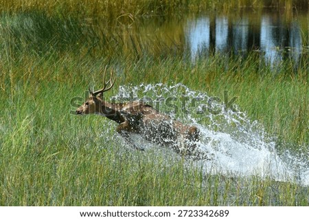 Deer in motion while the full herd was behind it at Kanha National Park in India