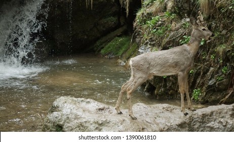 Deer at the mountain stream.