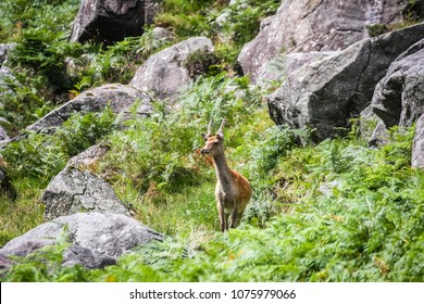 A Deer In The Mountains Wicklow National Park