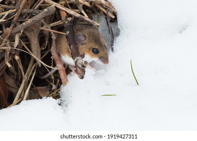 A Deer Mouse is looking out of a small mound of sticks and dead grass at the edge of the fresh winter snow. Taylor Creek Park, Toronto, Ontario, Canada. - Shutterstock ID 1919427311