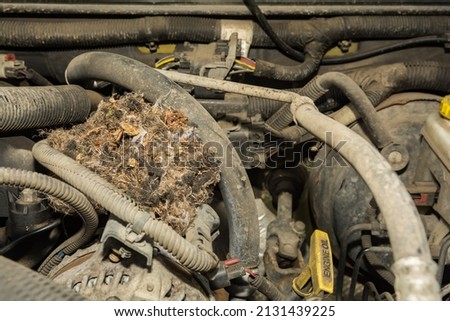 Deer Mouse nest in the engine of a car