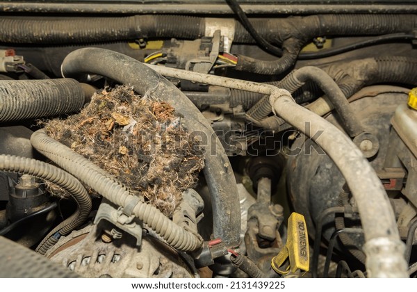 Deer Mouse nest in the\
engine of a car