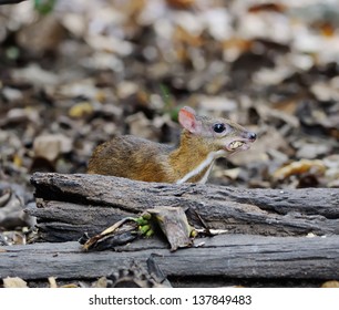 Deer Mouse A Thailand