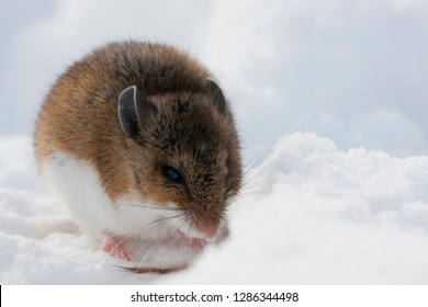 Deer Mouse In Winter