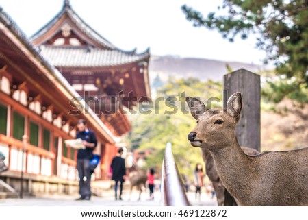The deer of Nara