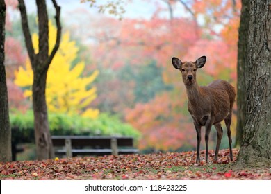 Deer In Nara, Japan