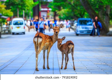 Deer In Nara Japan