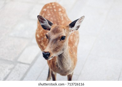 Deer in Nara looking at the camera