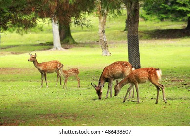Deer  In Nara Park