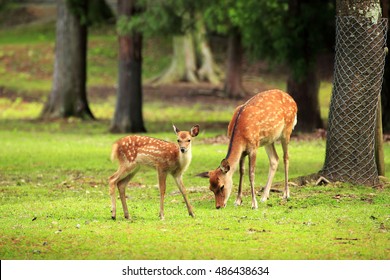 Deer  in Nara Park