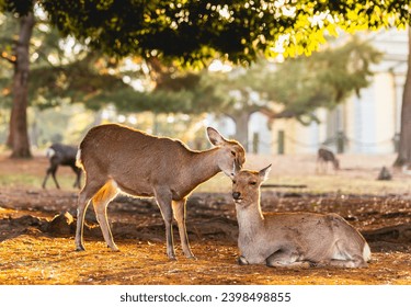 Deer at Nara park, Nara city Japane, little deers in warm morning sunlight. - Powered by Shutterstock