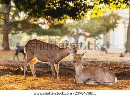 Deer at Nara park, Nara city Japane, little deers in warm morning sunlight.