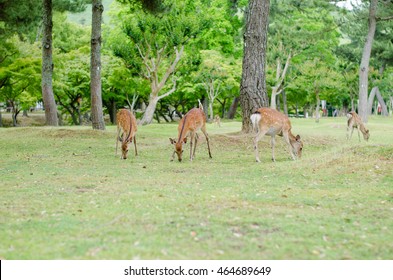 Deer In Nara Park, Japan