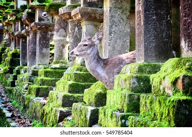 Deer In Nara Park Japan