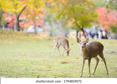 Deer In Nara Temple Park