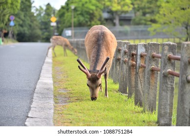 Deer Of Nara-koen Park
