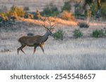 Deer in the natural park of Cazorla, Segura and Las Villas natural park.