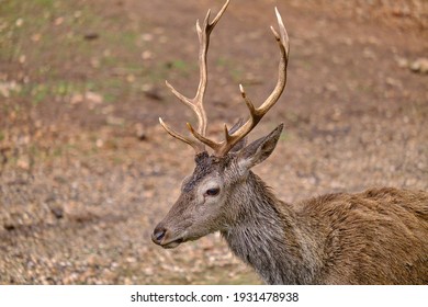 A Deer In The Natural Park Of The Sierra De Cazorla, Segura And Las Villas. In Jaén, Andalusia. Spain