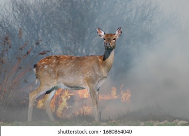 Deer On A Background Of Burning Forest. Wild Animal In The Midst Of Fire And Smoke